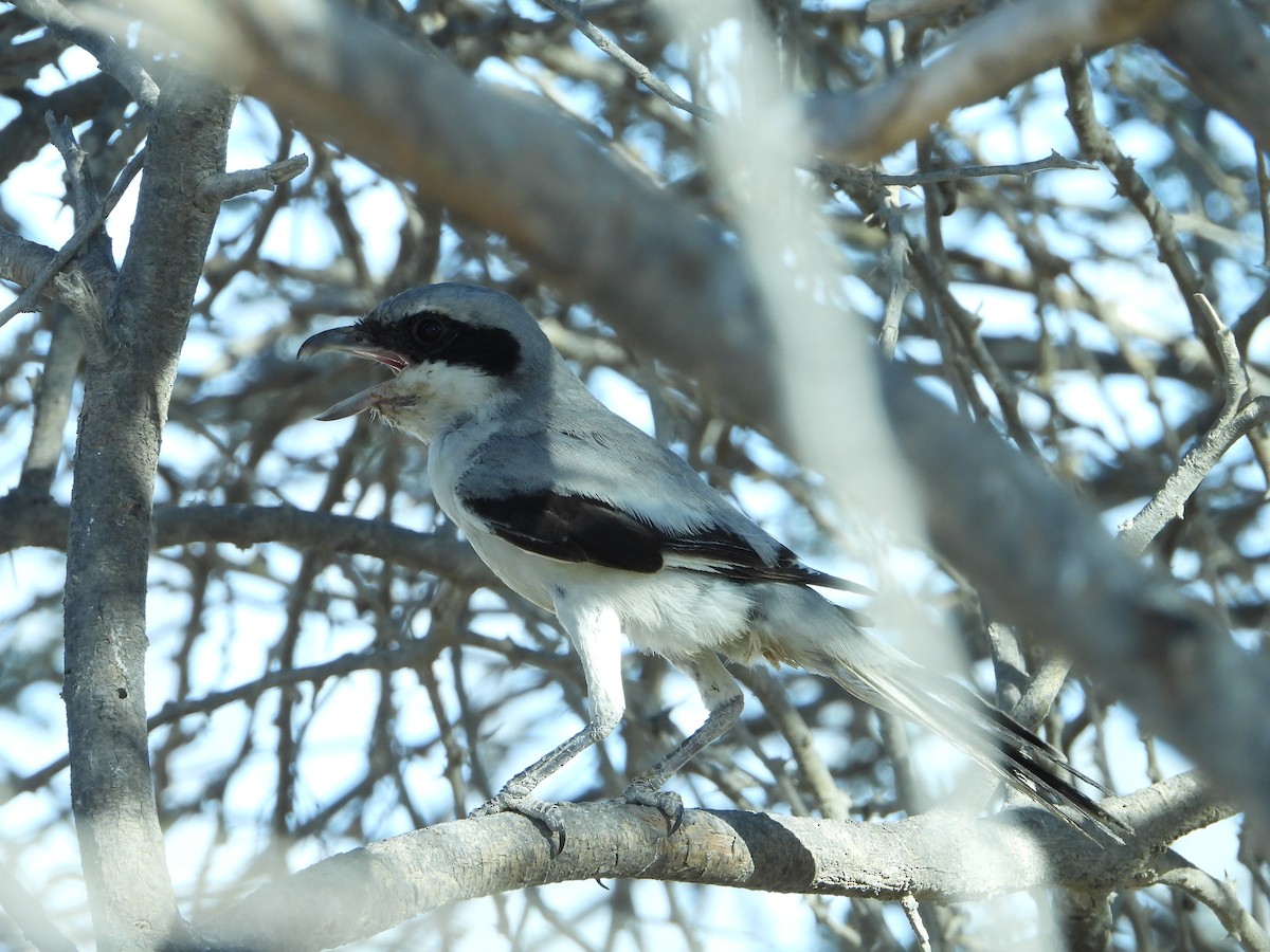 Great Gray Shrike - ML614047073