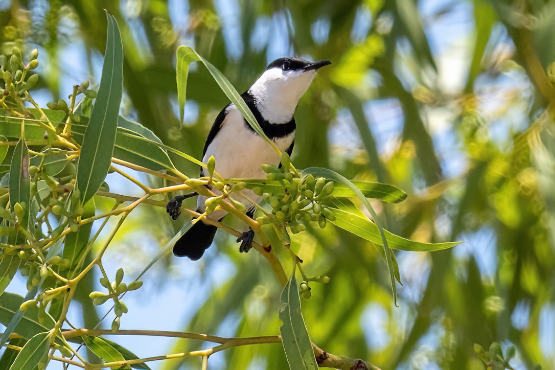 Banded Honeyeater - ML614047321