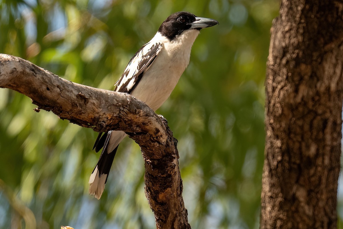 Black-backed Butcherbird - ML614047346