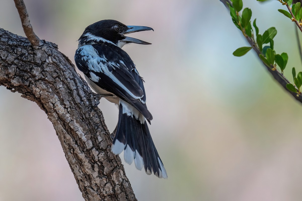 Black-backed Butcherbird - ML614047347