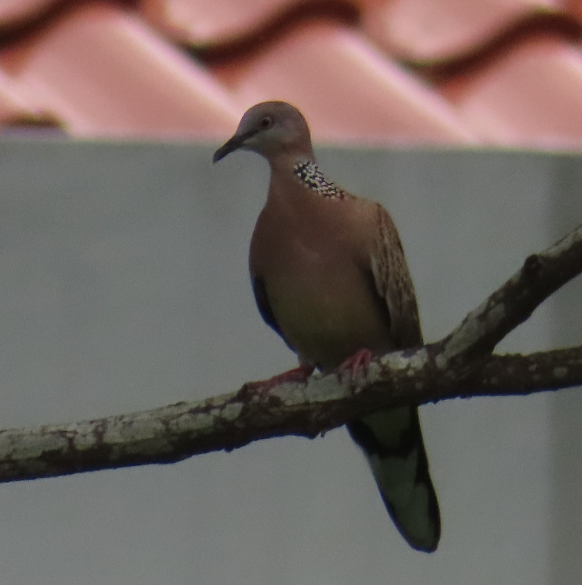 Spotted Dove - ML614047457