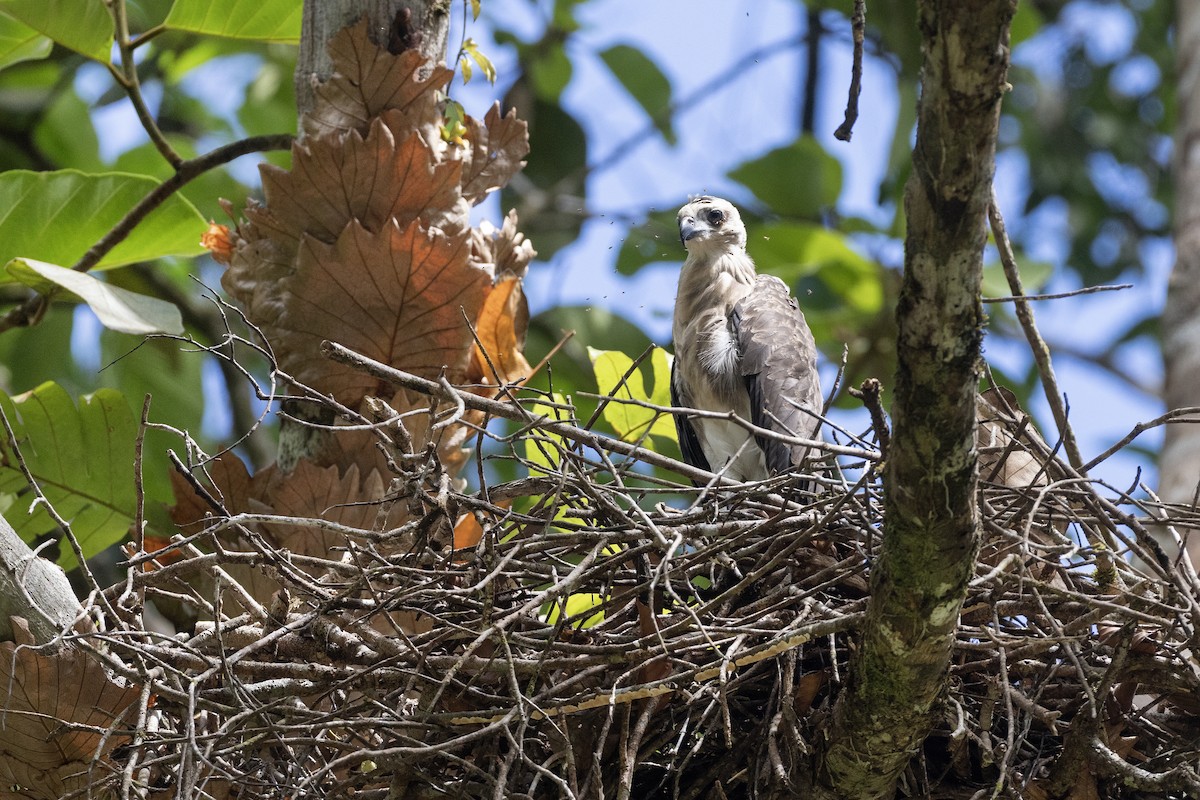 Lesser Fish-Eagle - ML614047481