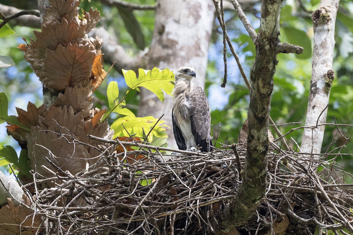 Lesser Fish-Eagle - ML614047482