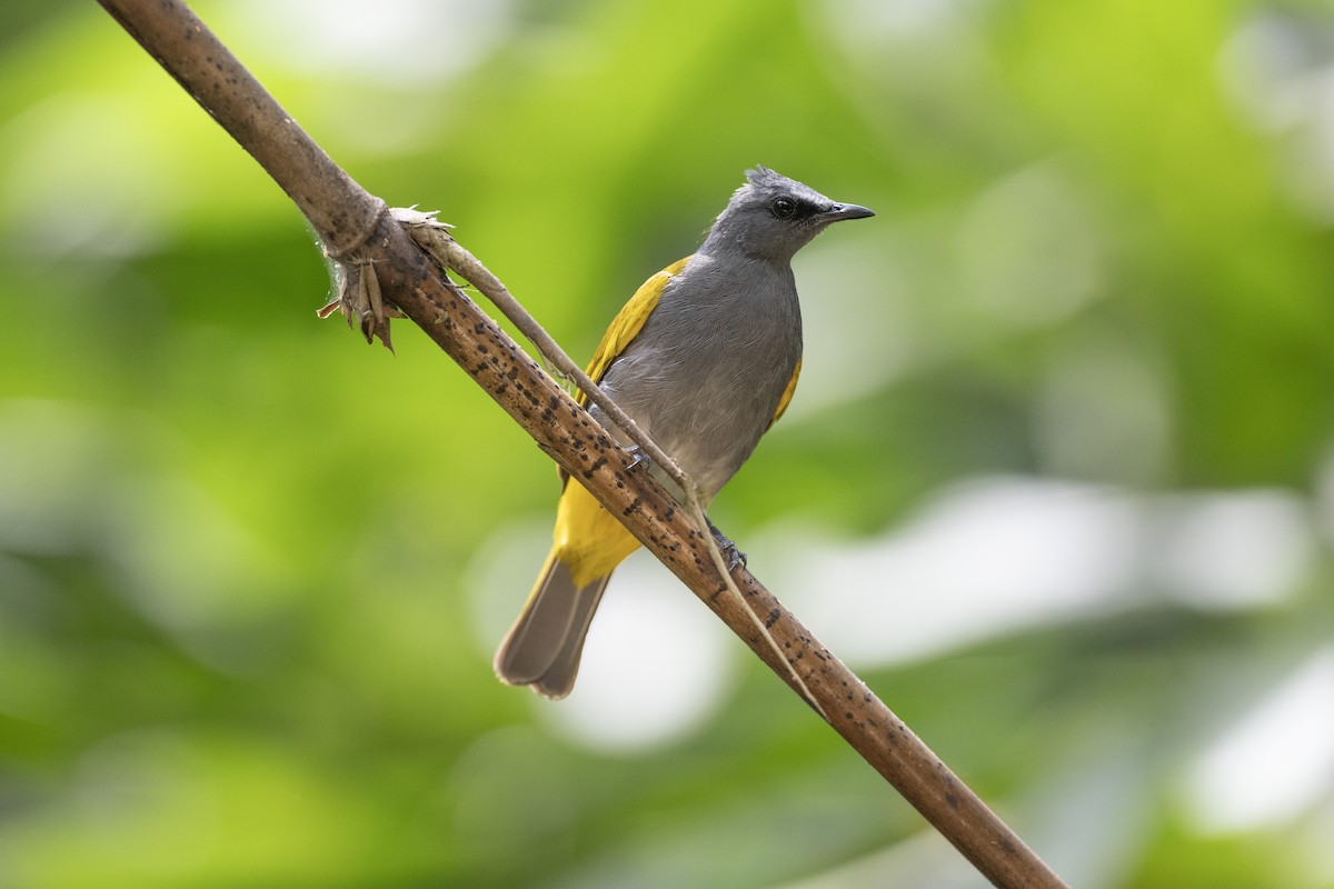 Gray-bellied Bulbul - ML614047517