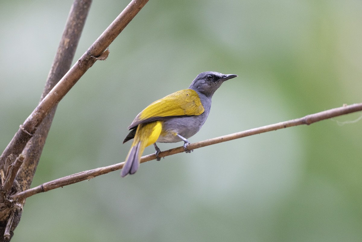 Bulbul à ventre gris - ML614047522