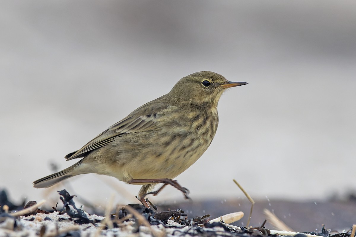 Rock Pipit - Volker Hesse