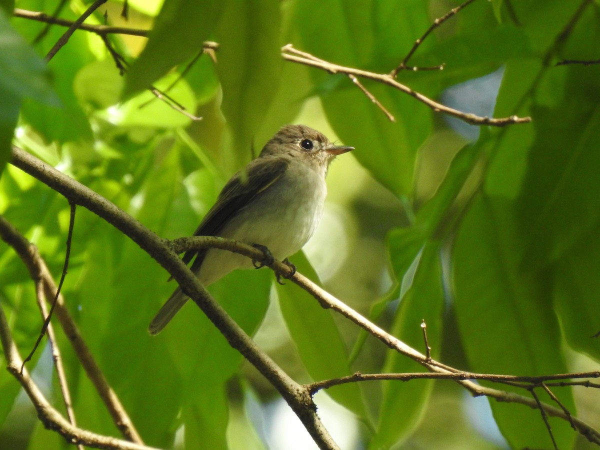 Asian Brown Flycatcher - Matthieu Gauvain