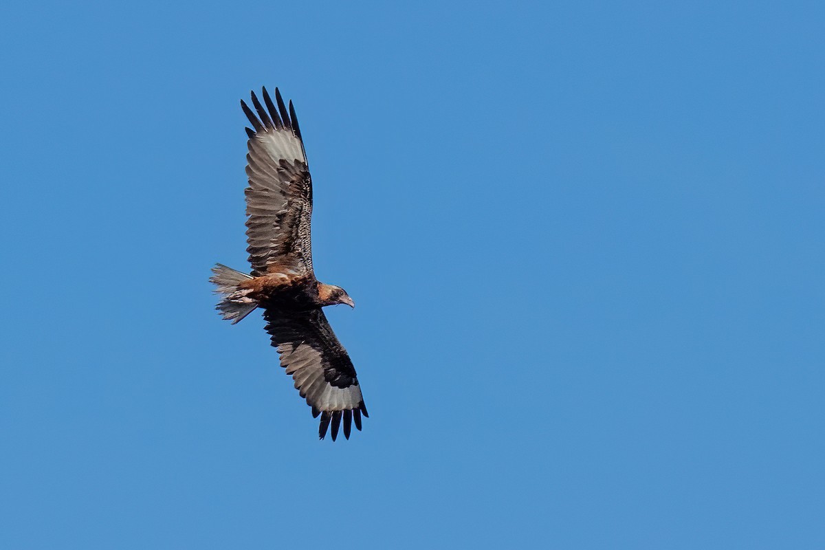 Black-breasted Kite - ML614047747