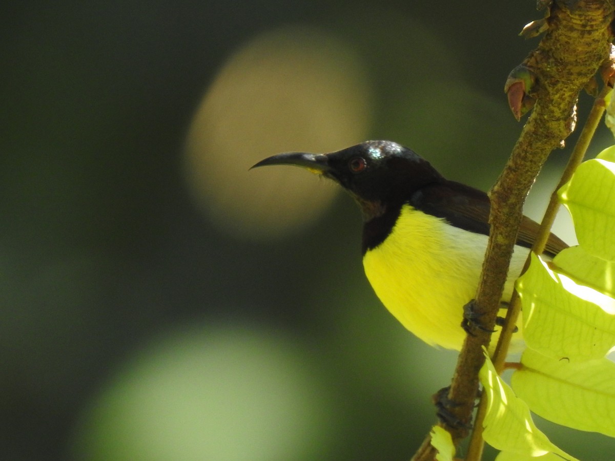 Purple-rumped Sunbird - Matthieu Gauvain