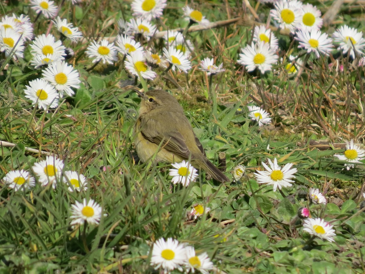 Common Chiffchaff - Mick Mellor