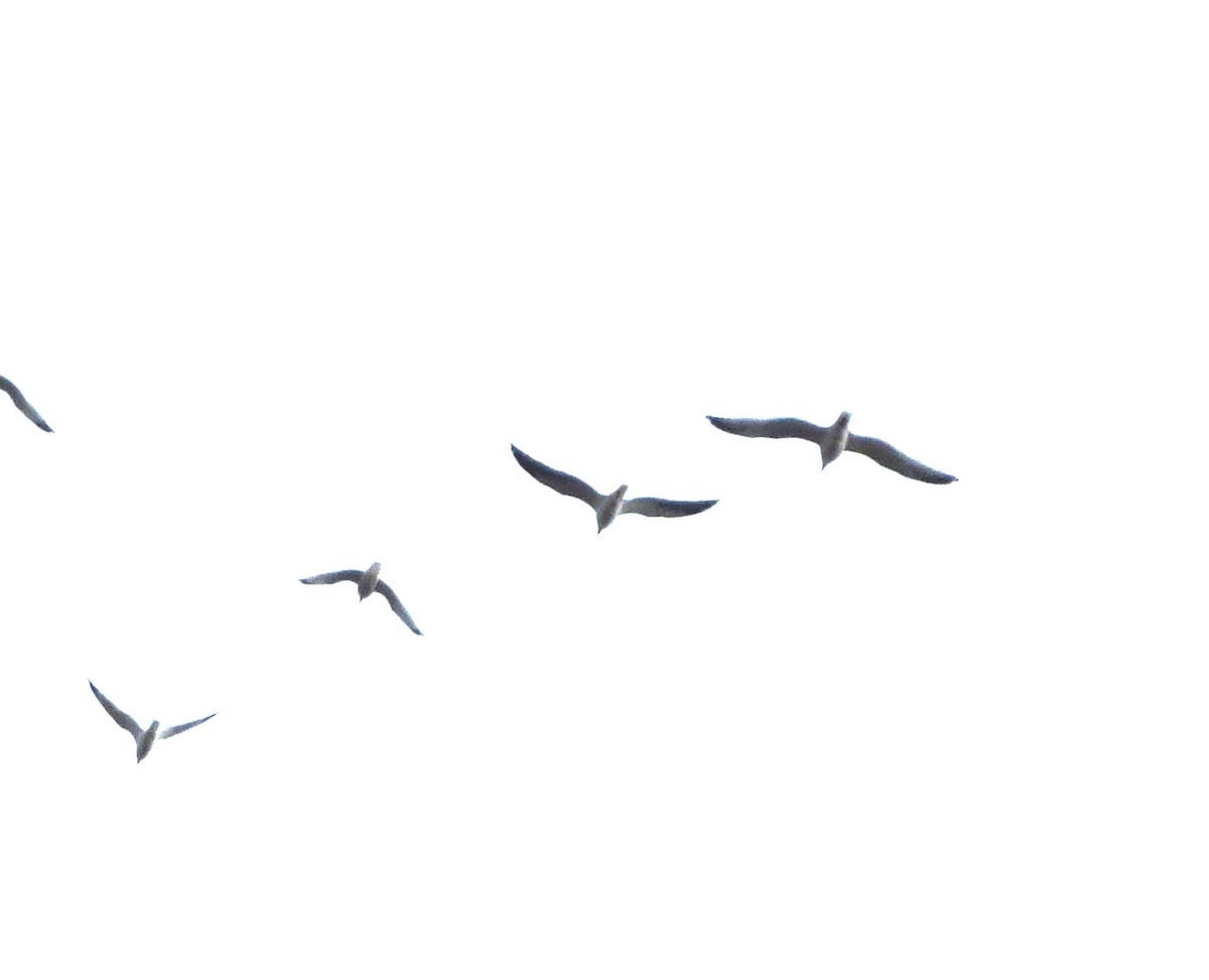 Lesser Black-backed Gull - ML614047927