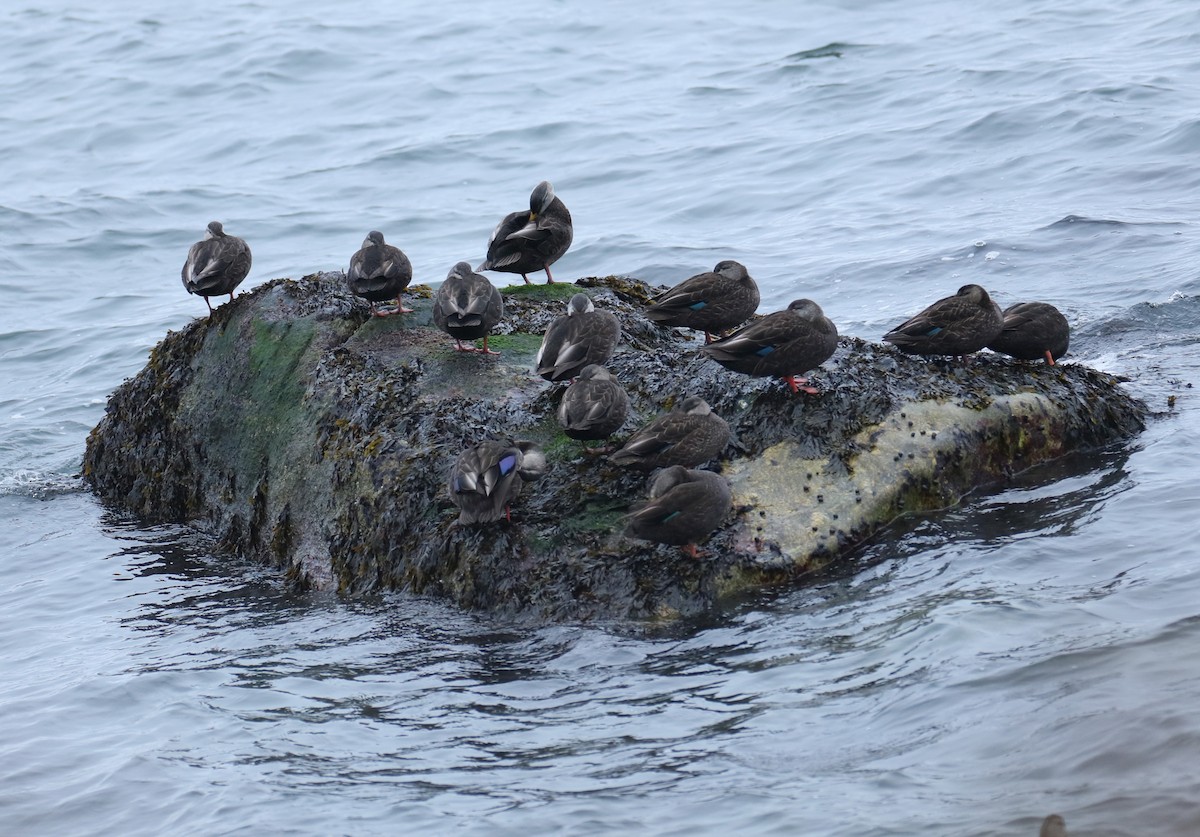 American Black Duck - michael vedder