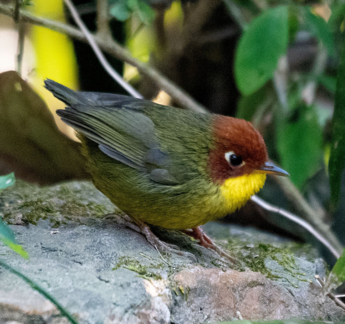 Chestnut-headed Tesia - ML614048037