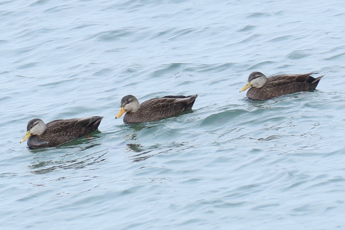 American Black Duck - michael vedder