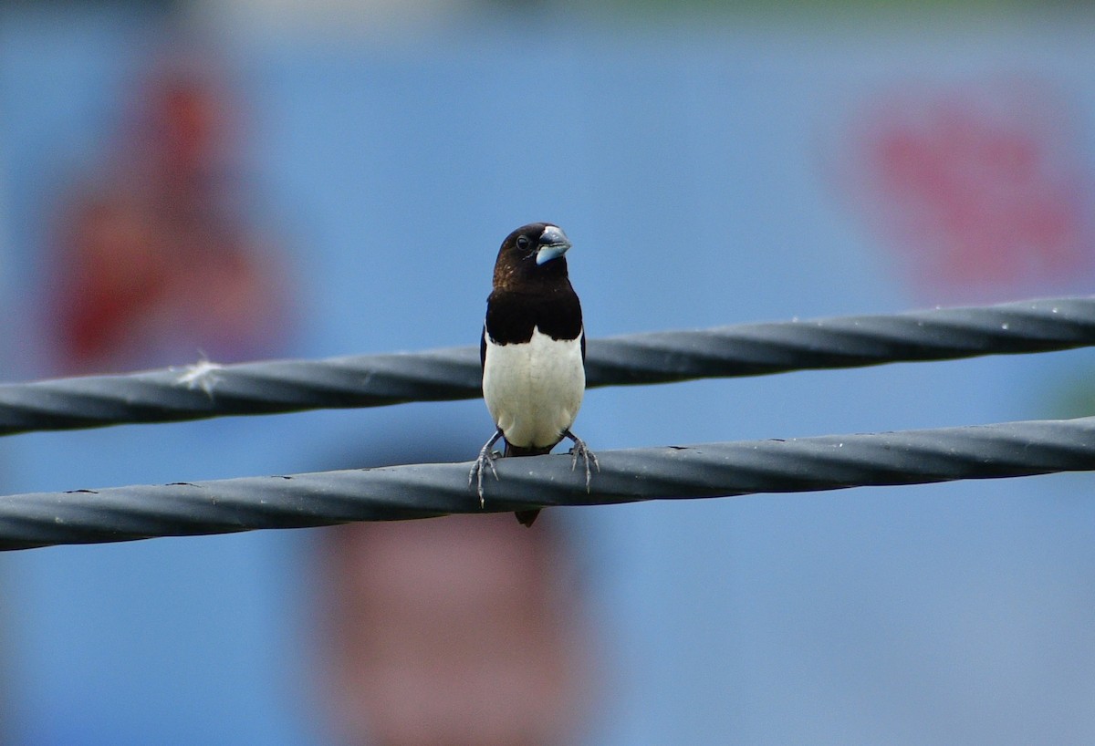 White-rumped Munia - ML614048143