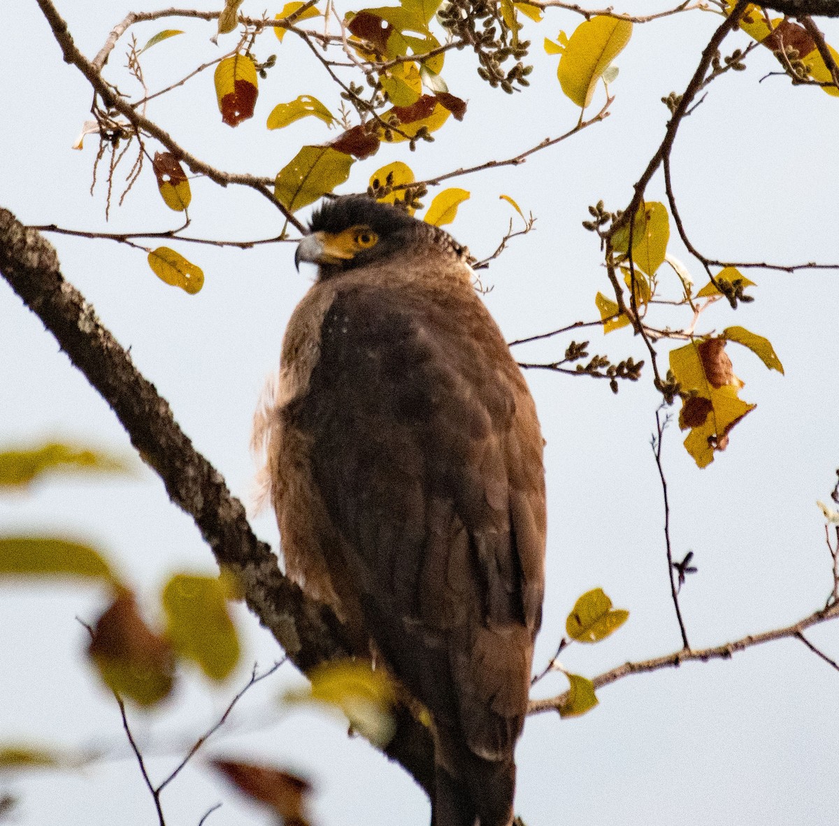 Crested Serpent-Eagle - ML614048145