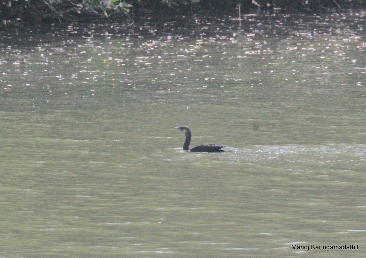 Cormoran à cou brun - ML614048223