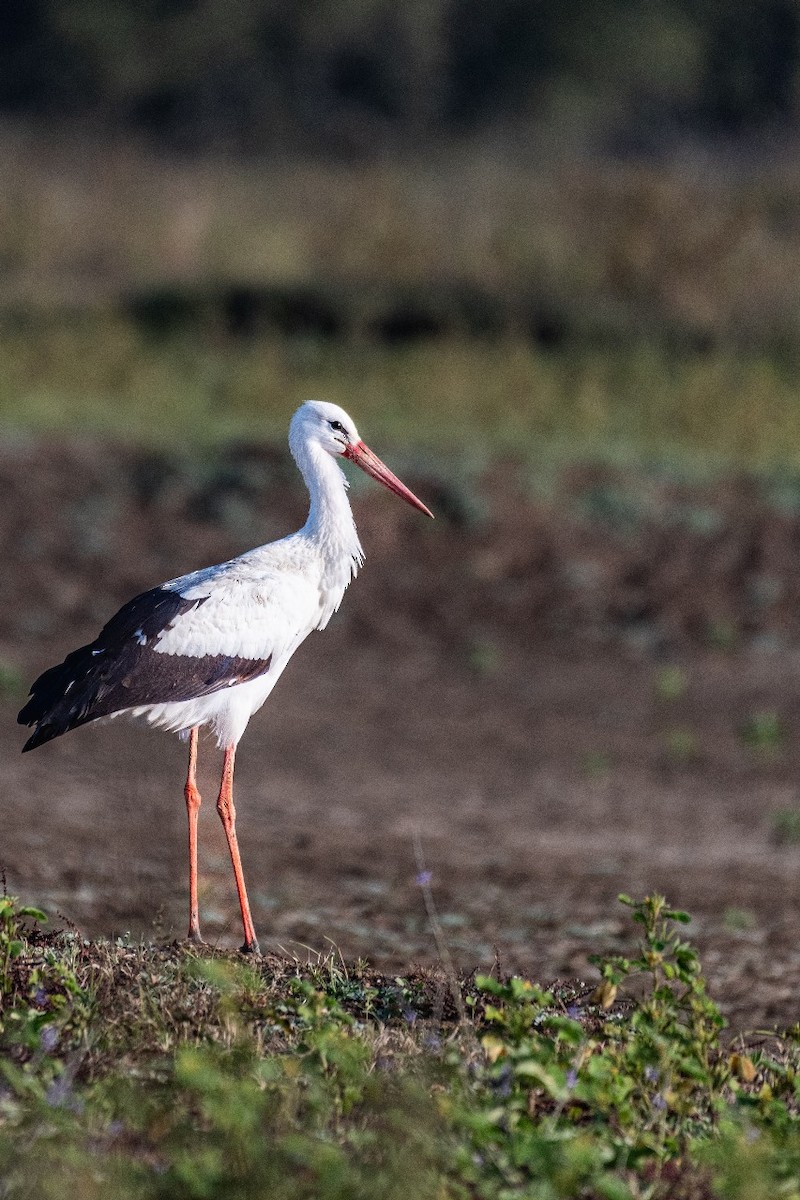 White Stork - ML614048242