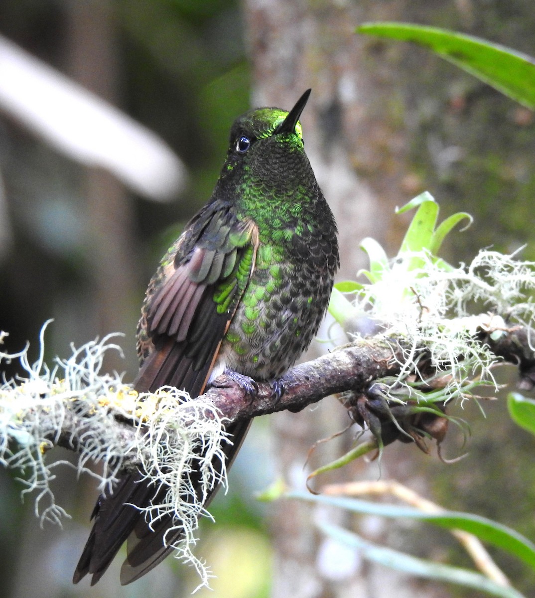 Colibrí Colihabano - ML614048258