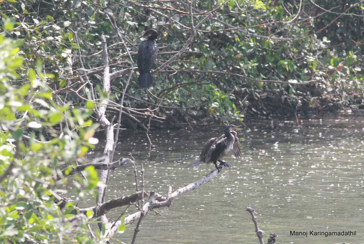 Cormoran à cou brun - ML614048261