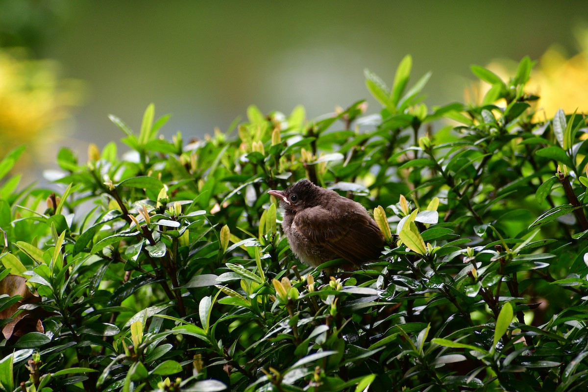 Red-vented Bulbul - ML614048264