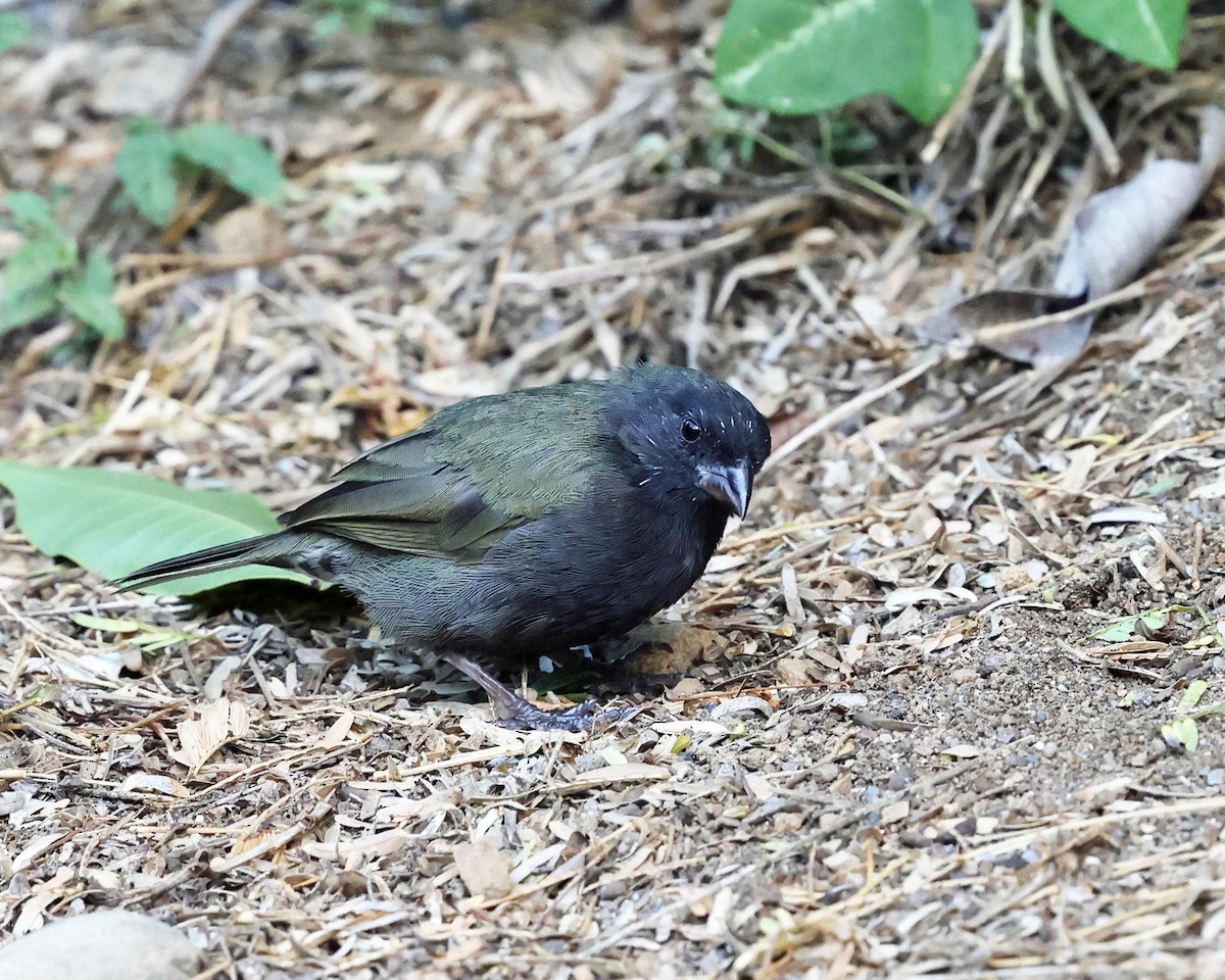 Black-faced Grassquit - ML614048315