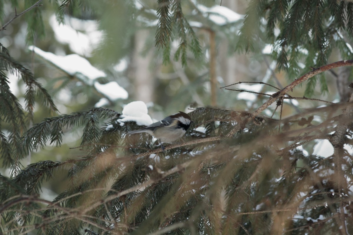 Mésange noire - ML614048426