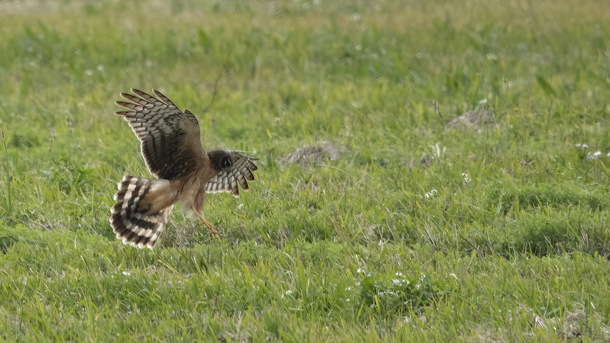 Northern Harrier - ML614048431