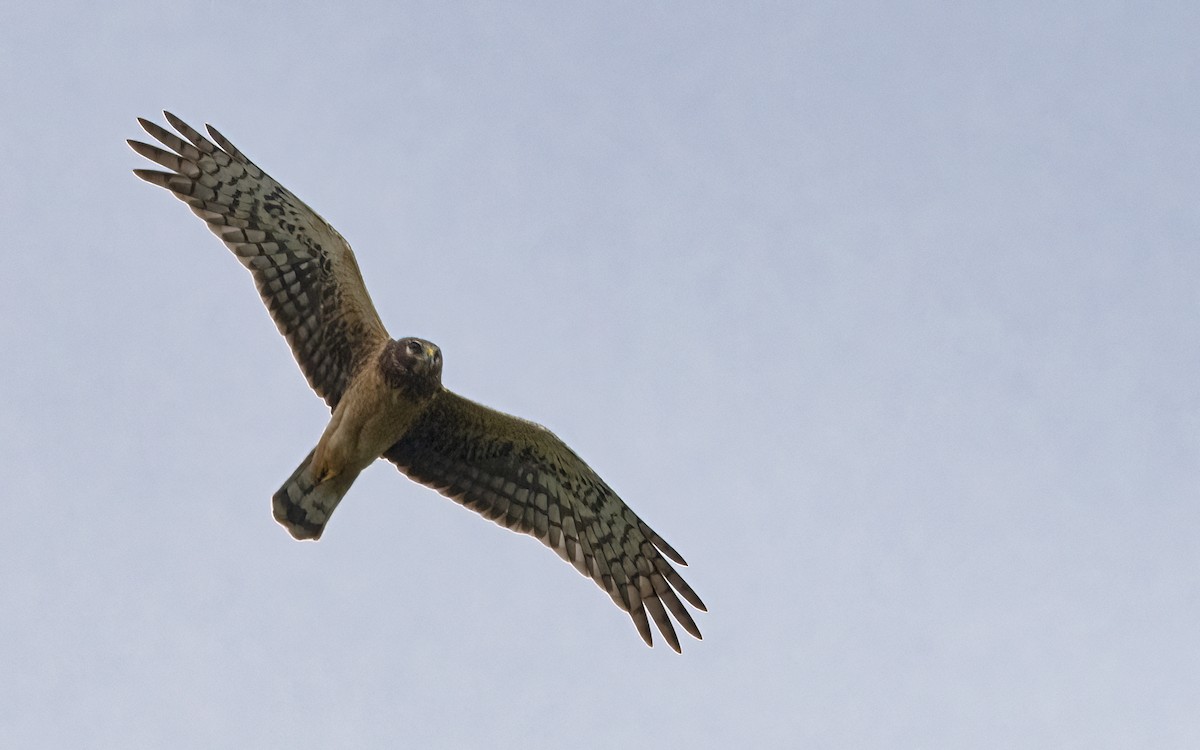 Northern Harrier - ML614048433