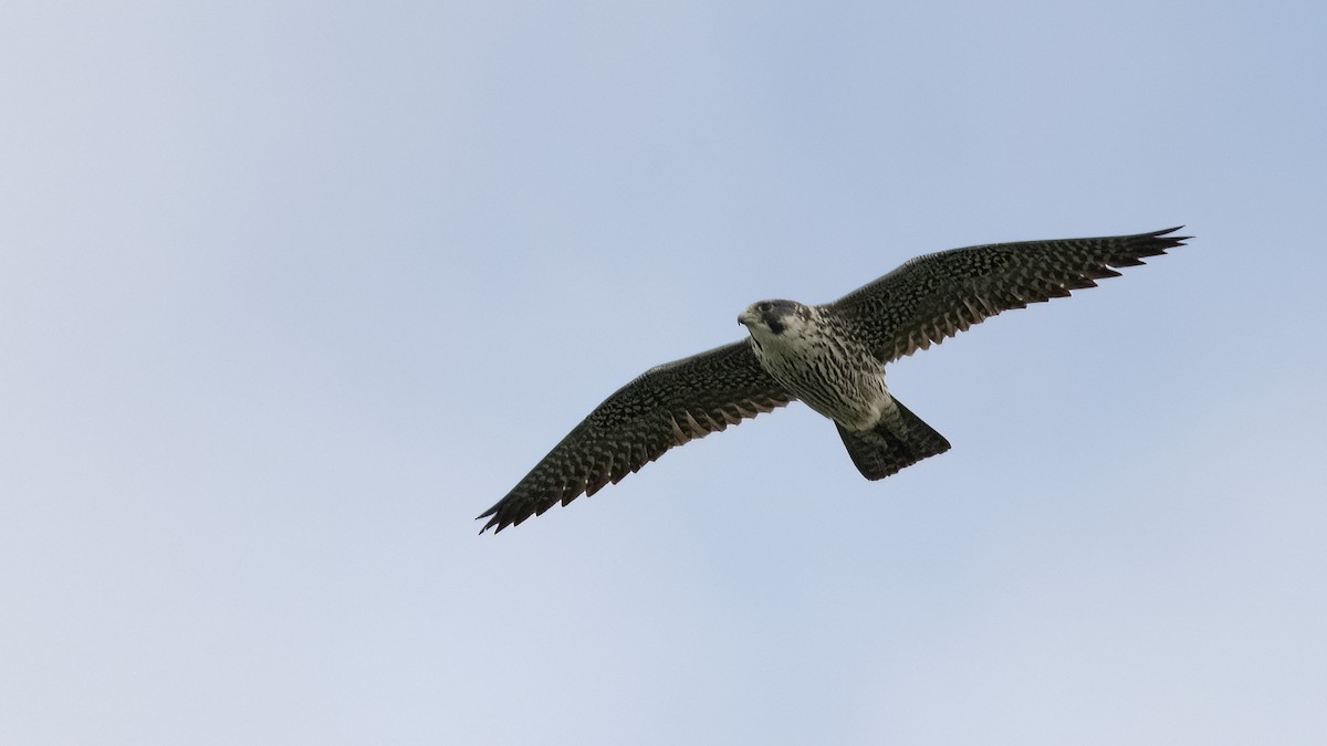 Peregrine Falcon - ML614048438