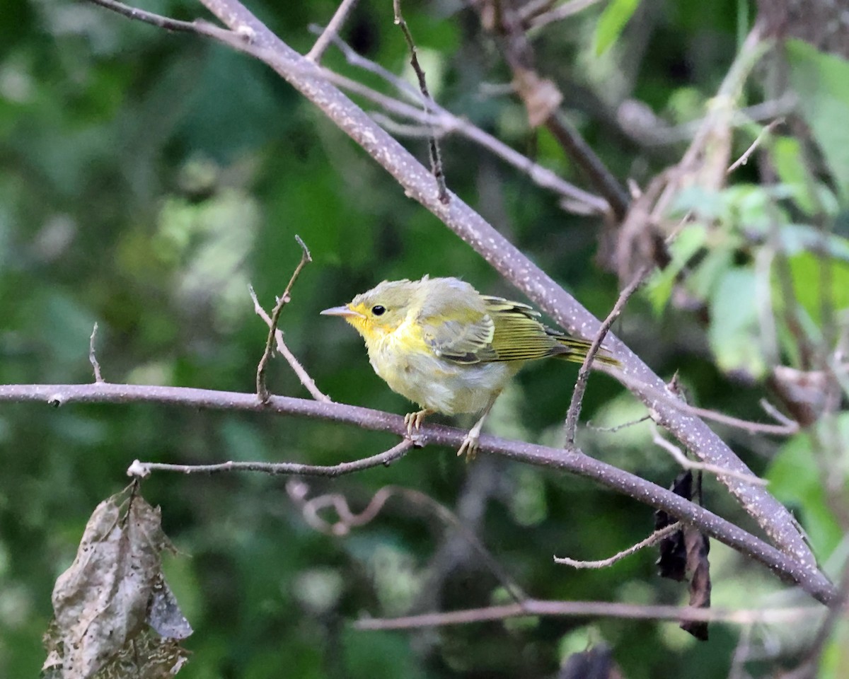 Paruline jaune - ML614048447