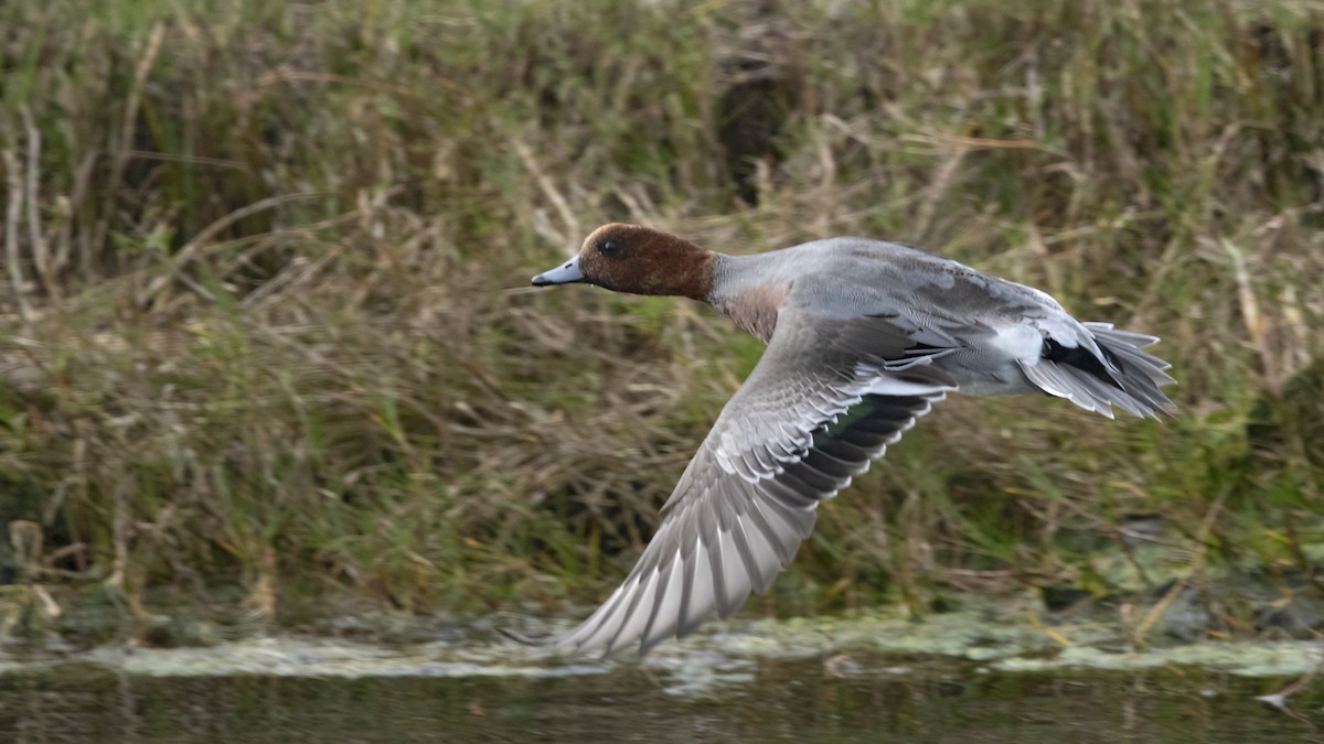 Eurasian Wigeon - ML614048480