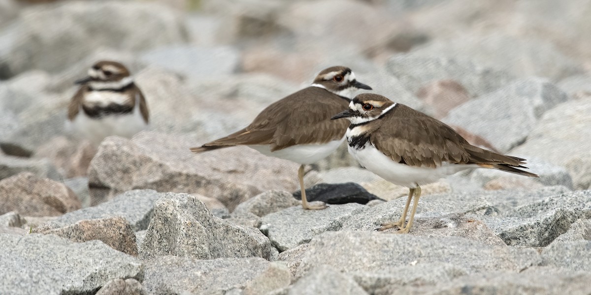 Killdeer - ML614048482