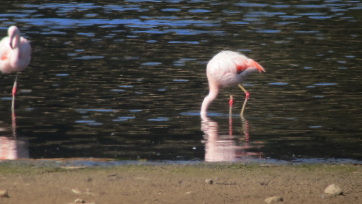 Chilean Flamingo - ML614048504