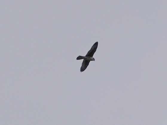 Prairie Falcon - Peter Herstein