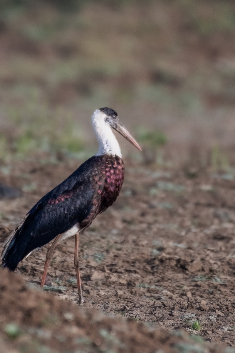 Asian Woolly-necked Stork - ML614048524