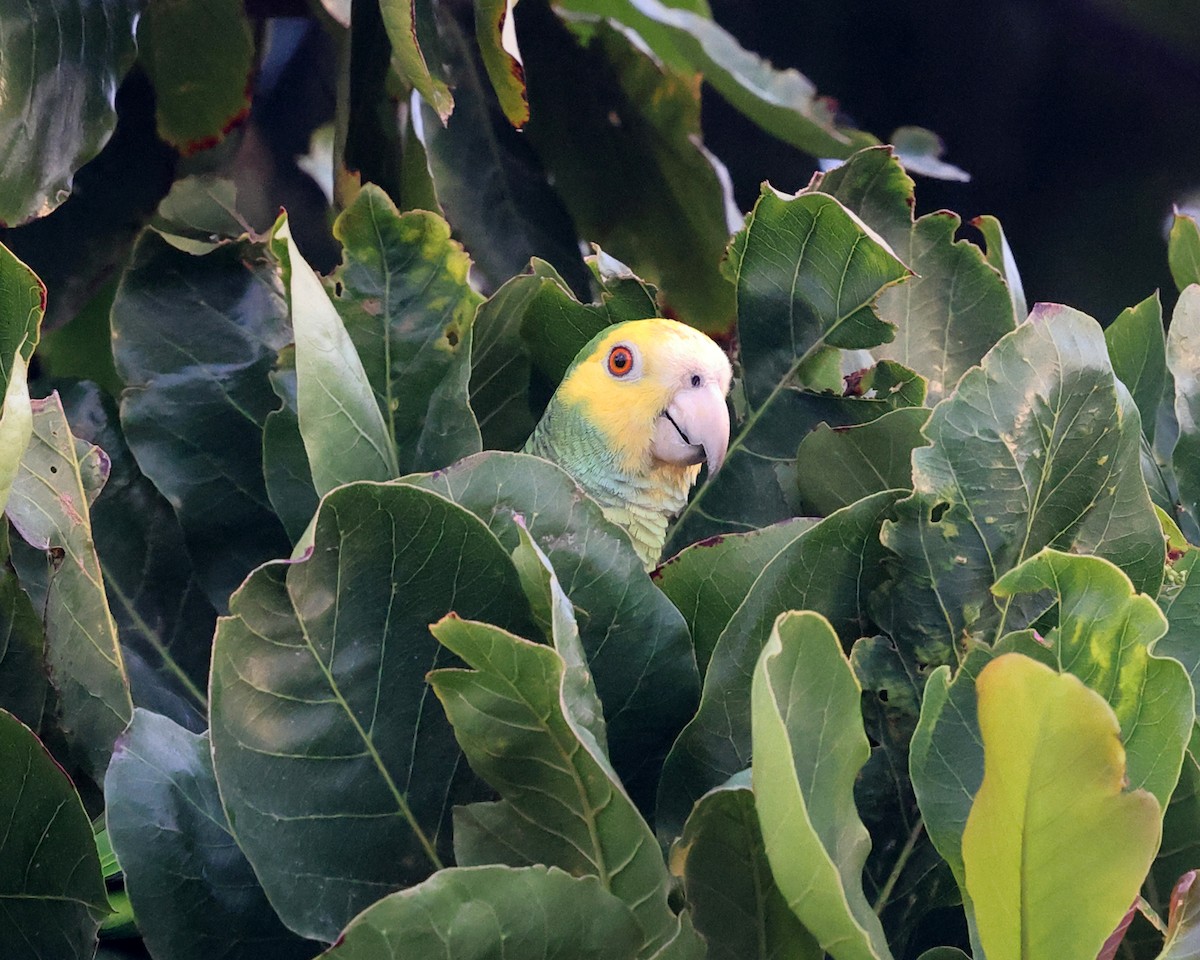 Yellow-shouldered Parrot - Tom Murray