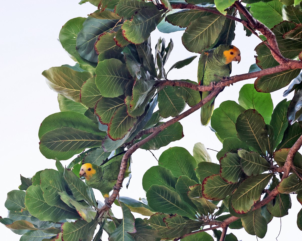 Yellow-shouldered Parrot - ML614048556