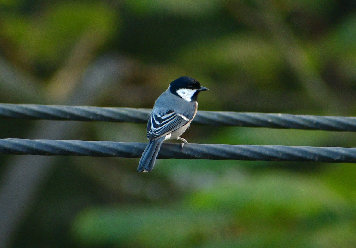 Asian Tit (Cinereous) - ML614048596