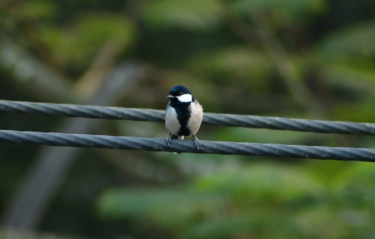 Asian Tit (Cinereous) - ML614048597