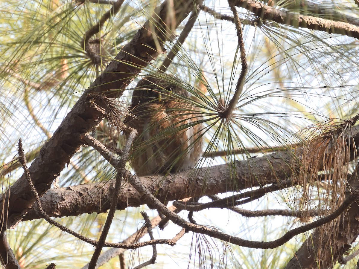 Asian Barred Owlet - ML614048623