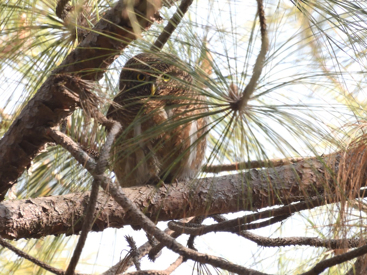 Asian Barred Owlet - ML614048624