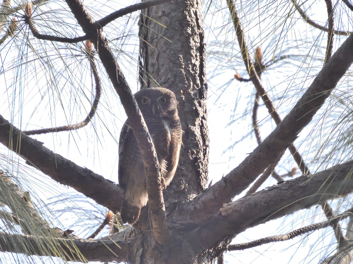 Asian Barred Owlet - ML614048630