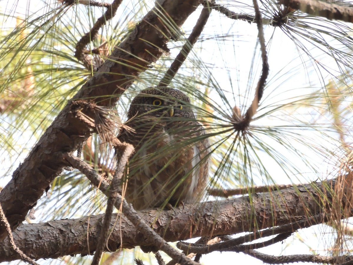 Asian Barred Owlet - ML614048633
