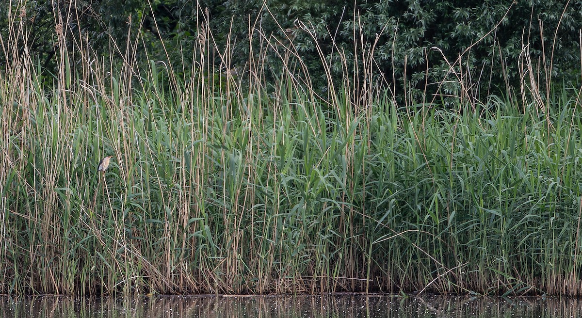 Little Bittern - ML614048681