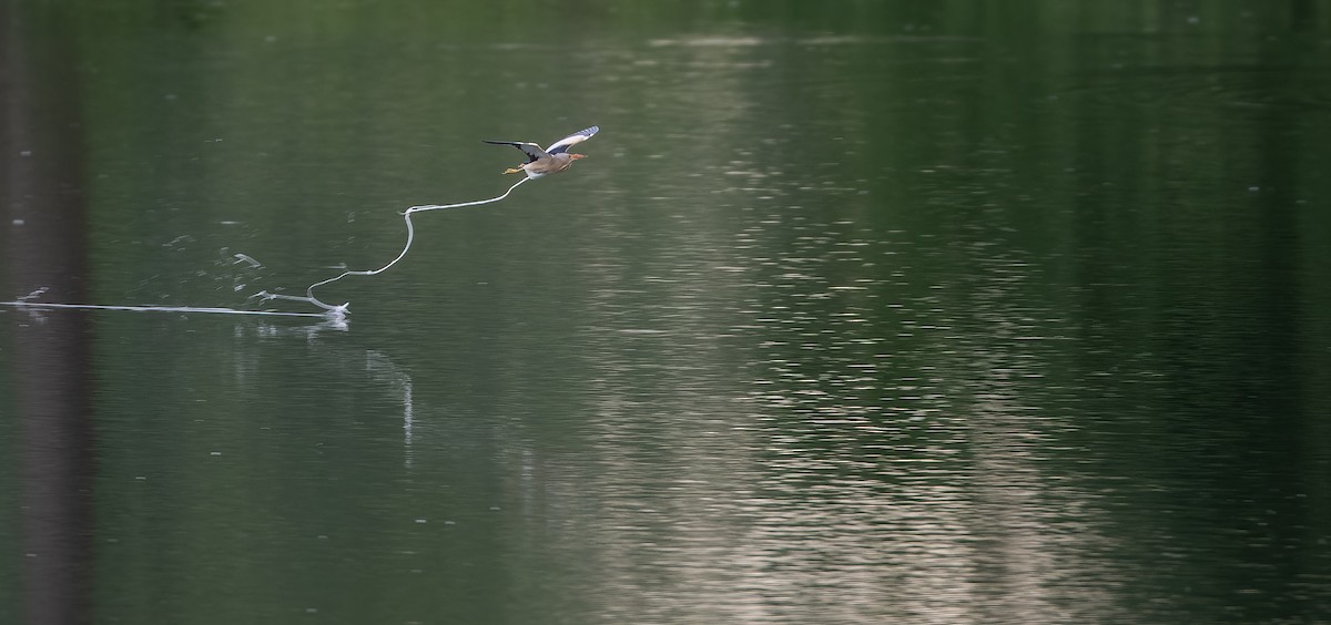 Little Bittern - ML614048686