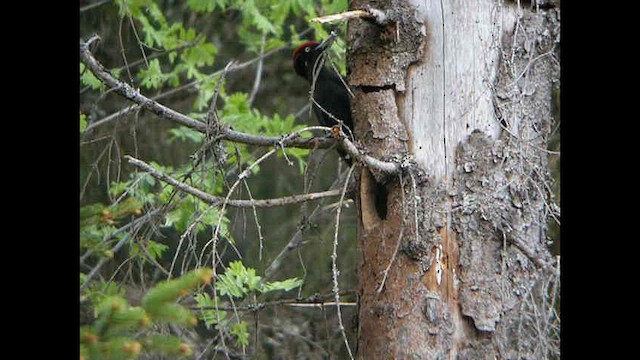 Black Woodpecker - ML614048759