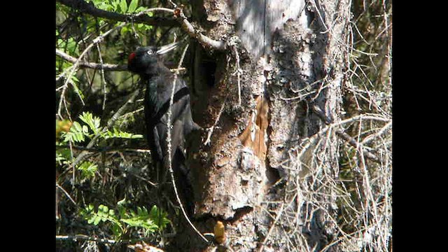 Black Woodpecker - ML614048773