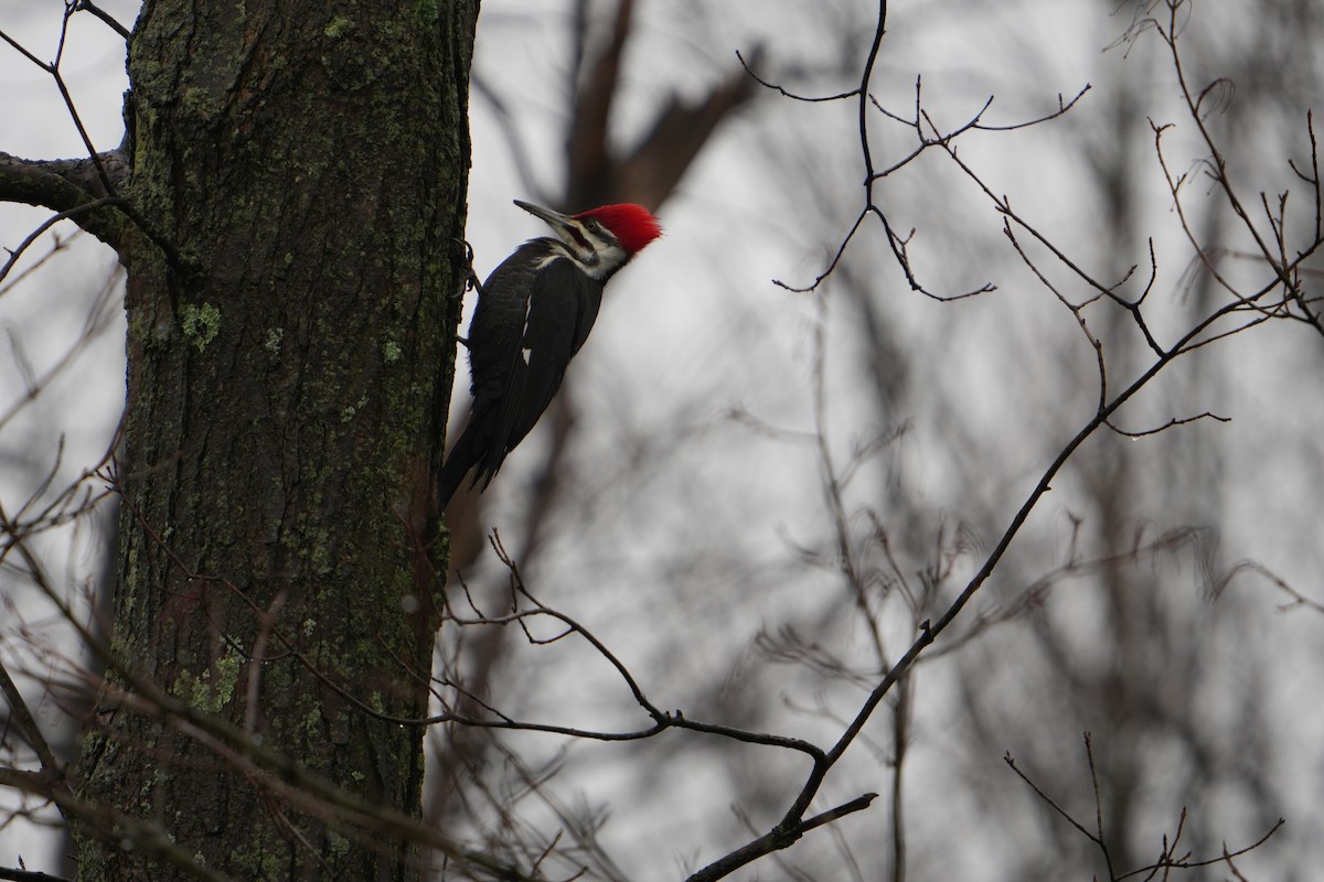 Pileated Woodpecker - ML614048831