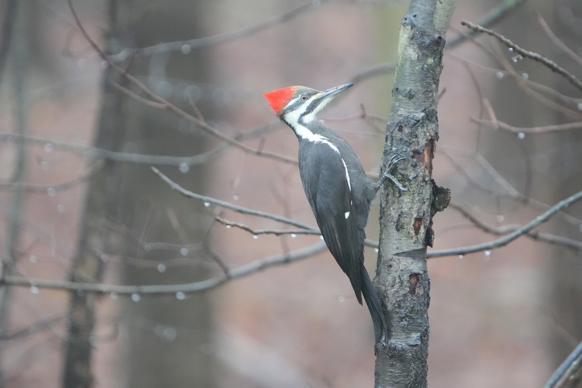 Pileated Woodpecker - ML614048835